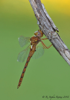 Neurocordulia virginiensis, male